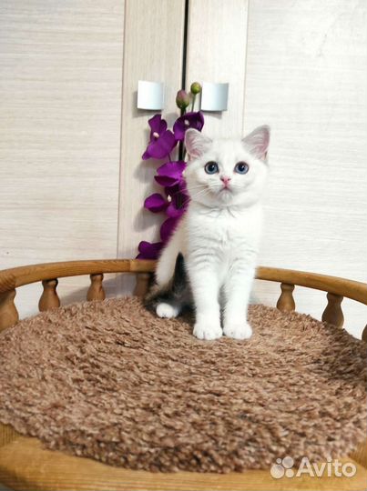 Замуррчательная золотая поинтовая девочка