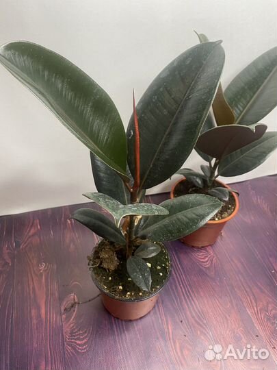 Фикус эластика бургунди комнатные цветы