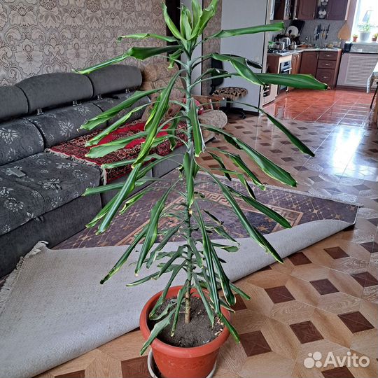 Пальма драцена