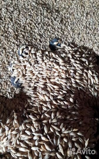 Семечко, Рожь озимая на корм