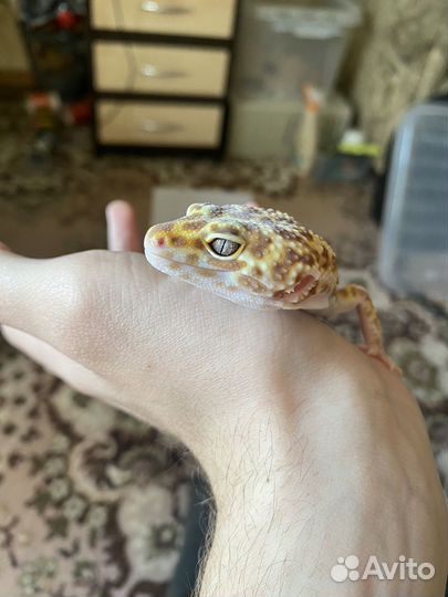 Эублефар самец