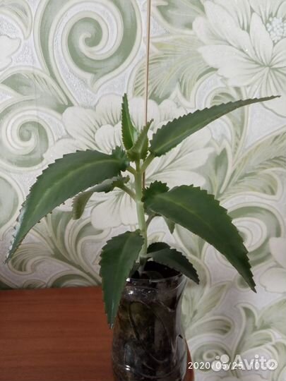 Каланхоэ. Укоренённые саженцы