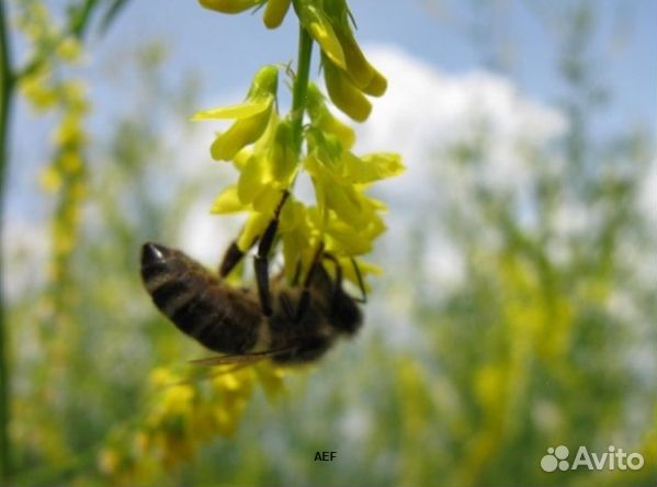 Мед 2024 года из Алтая опт