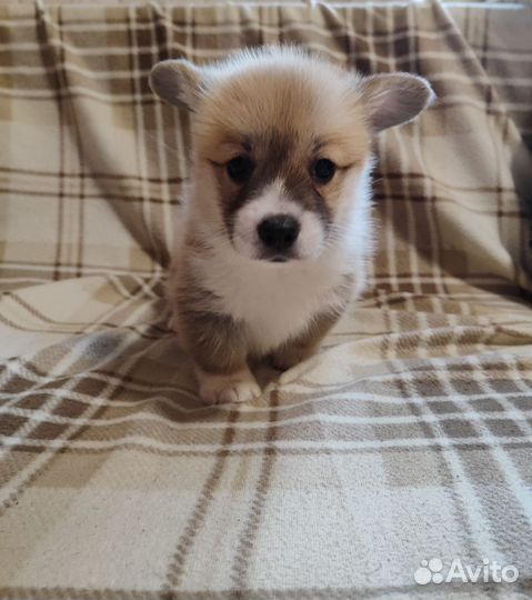 Щенки Вельш-корги пемброк