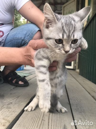 Найден котенок девочка