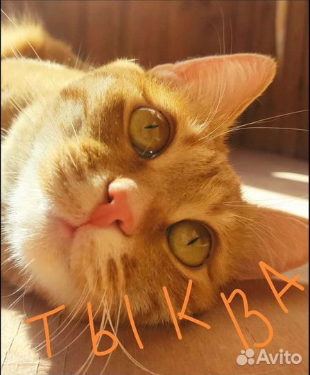 Редкая рыжая кошка Тыква