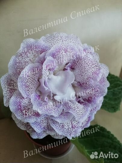 Глоксинии сортовые махровые