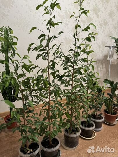 Фикус бенджамина