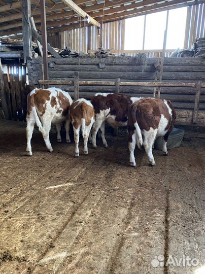 Бык и телки, на мясо и выращивание