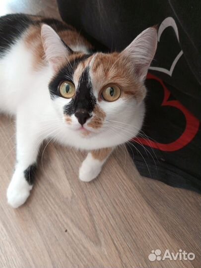 Кошка для вязки