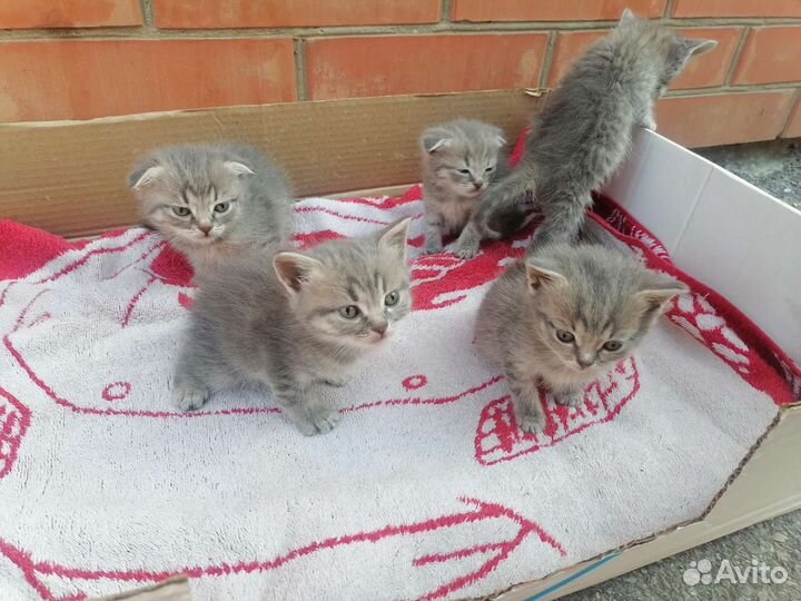 Котята
