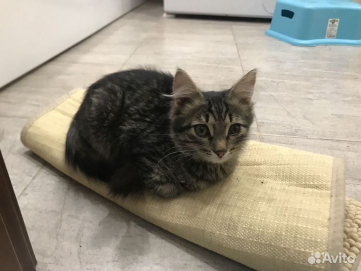 Котенок девочка в добрые руки