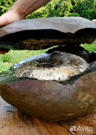 Окаменелости аммониты