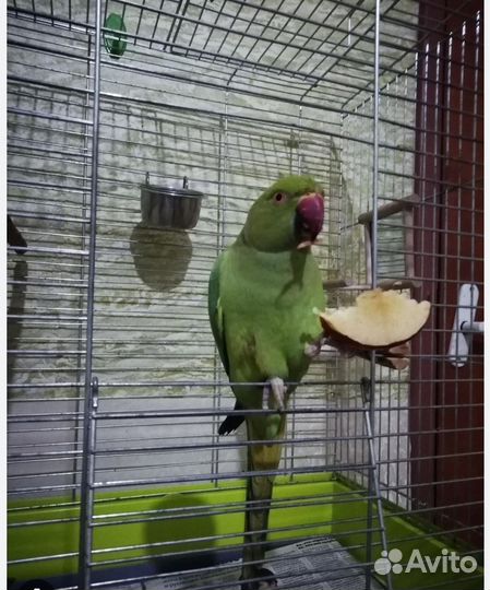 Ожереловый попугай