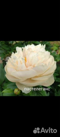 Пионы пастелеганс