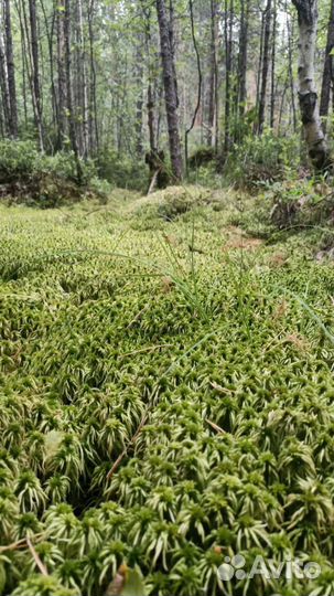 Мох сфагнум живой, цена за 10 литров