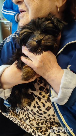 Йоркширский терьер