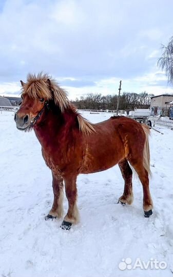 Случка пони