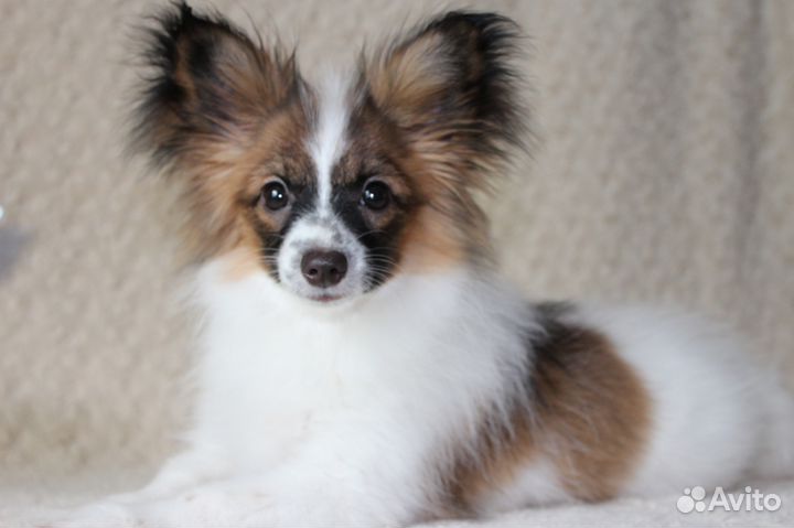 Папильон. Щенки