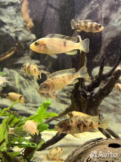 Рыбки малавийские цихлиды