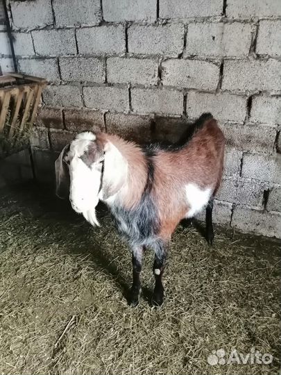 Продам нубийского козла