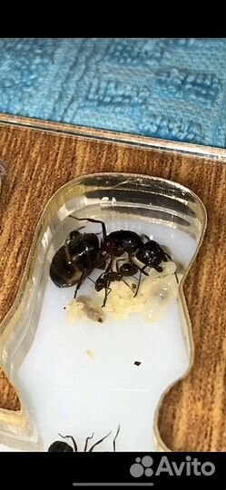 Муравьи camponotus herculeanus