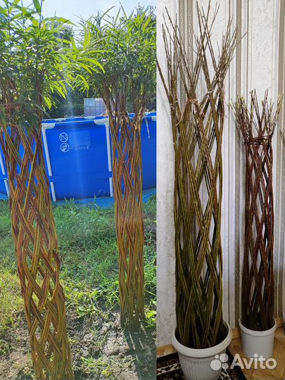 Плетенное дерево из ивы(возможна бронь на 25год)