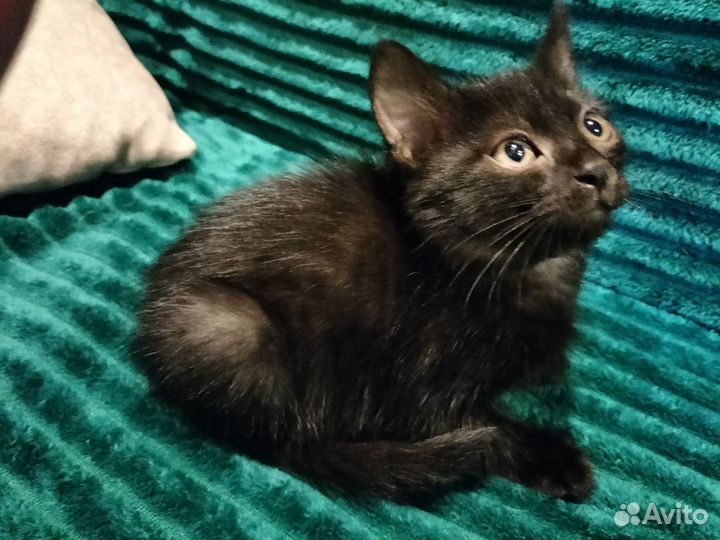 Котенок девочка в дар