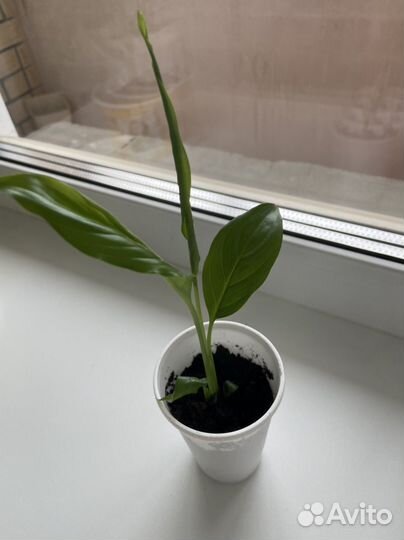 Спатифиллум