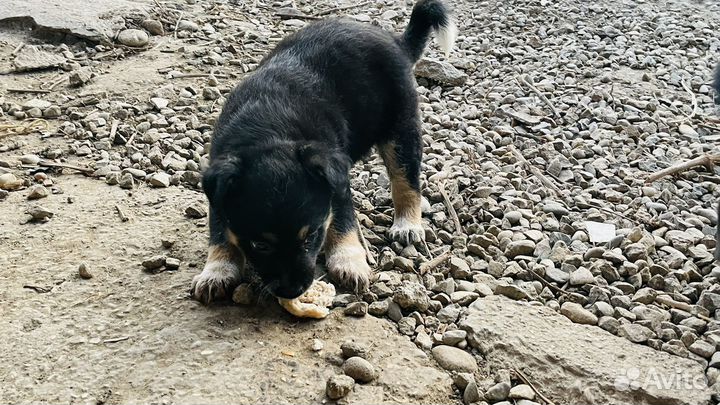 Щенок полукровка