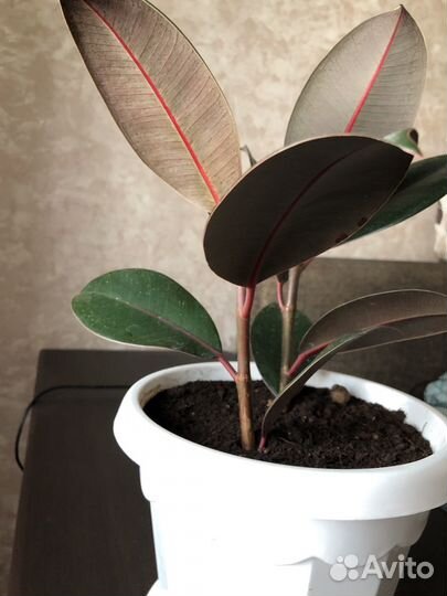 Фикус каучуковый