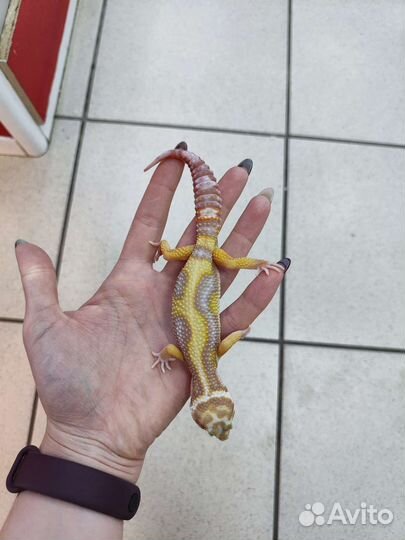 Эублефар пятнистый Eublepharis macularius