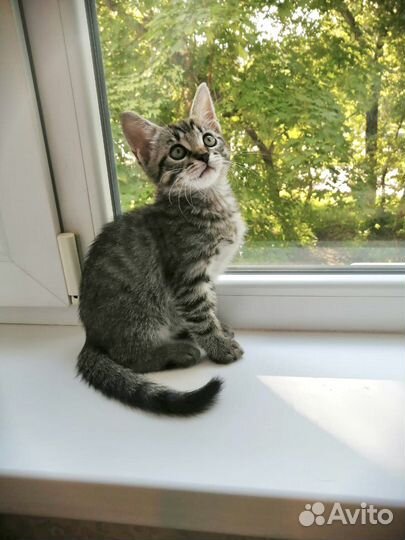 Малыш в добрые руки