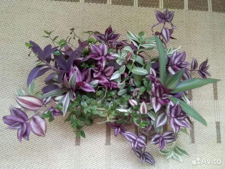 Филодендрон, Красула, Алоэ, хлорофитум, Традесканц