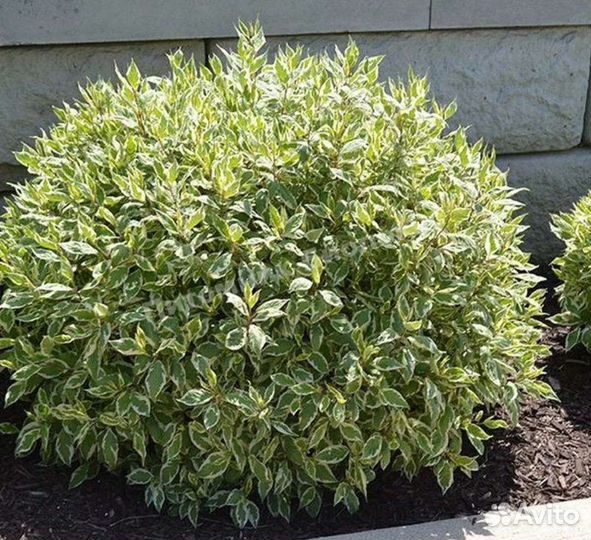 Дёрен белый