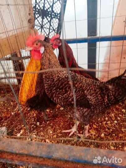 Петухи Кроссы