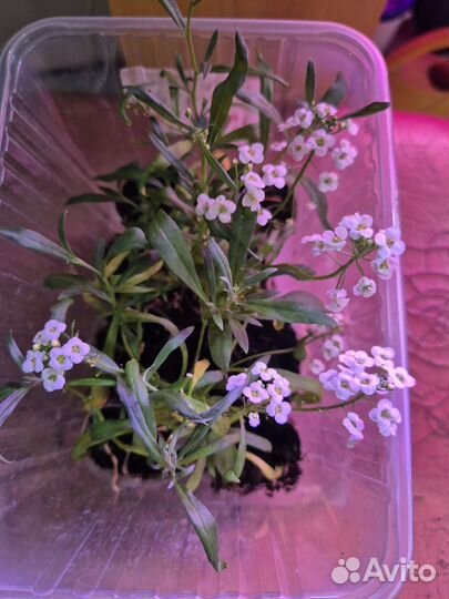 Алиссум сноу принцесс