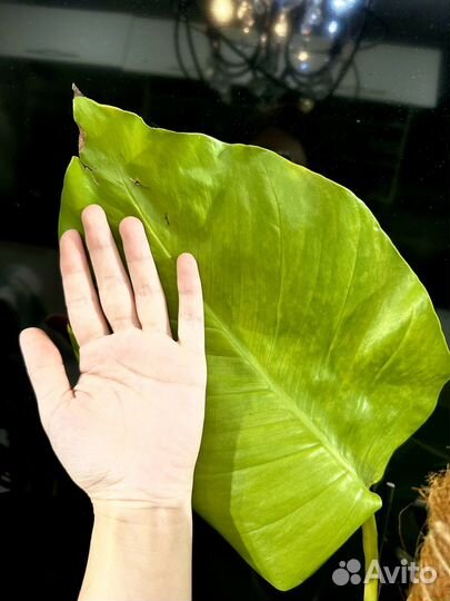 Эпипремнум aureum Neon lemon big jumbo