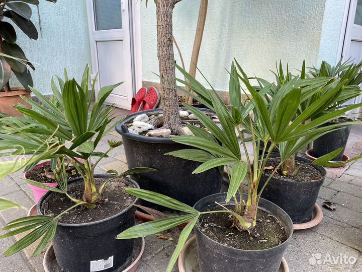 Трахикарпус пальма