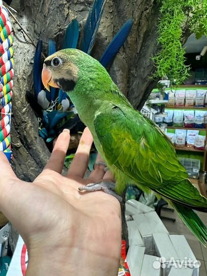 Попугай Вьетнамский кольчатый