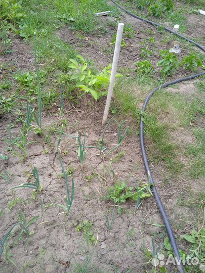 Грецкий орех. Вишня. Саженцы