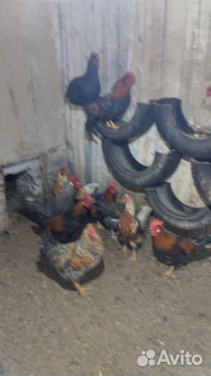 Молодые петухи