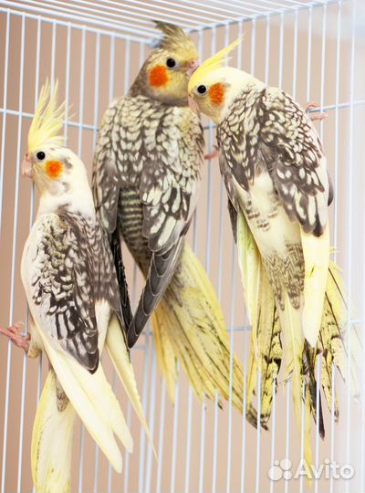 Корелла жемчужный птенцы