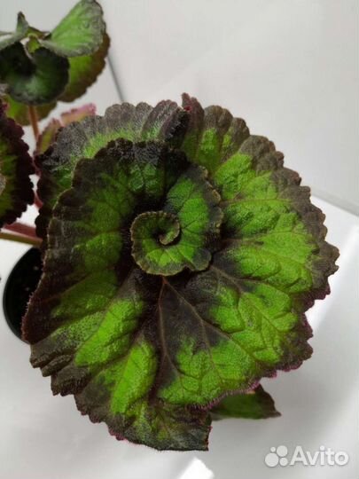 Бегонии. Листья бегоний