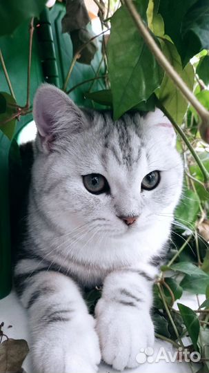 Шотландский кот вязка