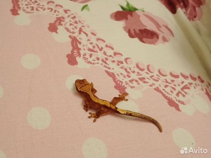 Реснитчатый бананоед