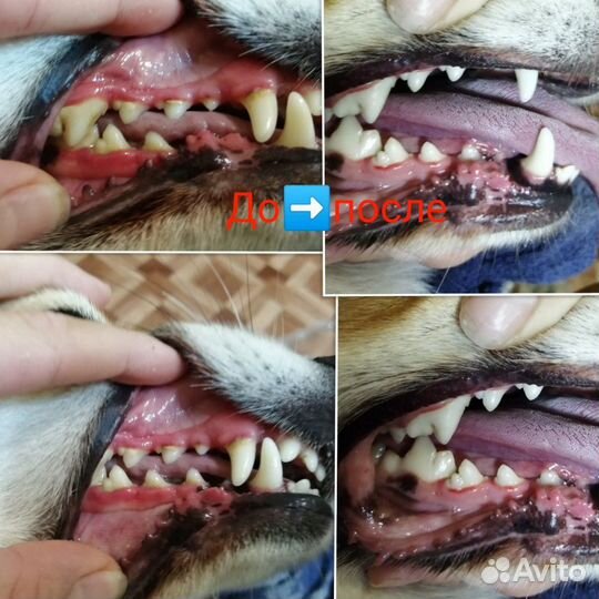 Уз чистка зубов животным