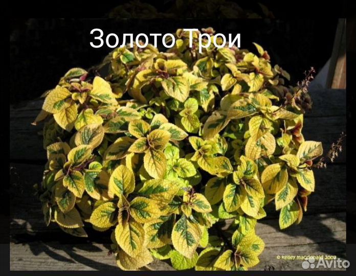 Набор из 8 срезов черенков разных вегетативок