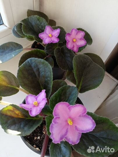 Фиалка ассортимент