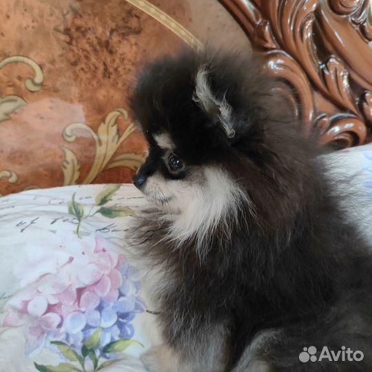 Померанский шпиц мини мальчик